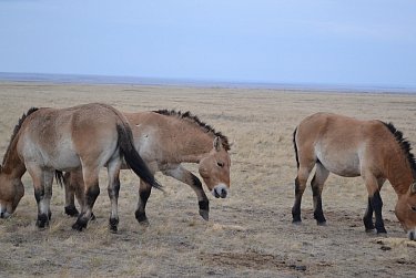Место притяжения – заповедник «Оренбургский»